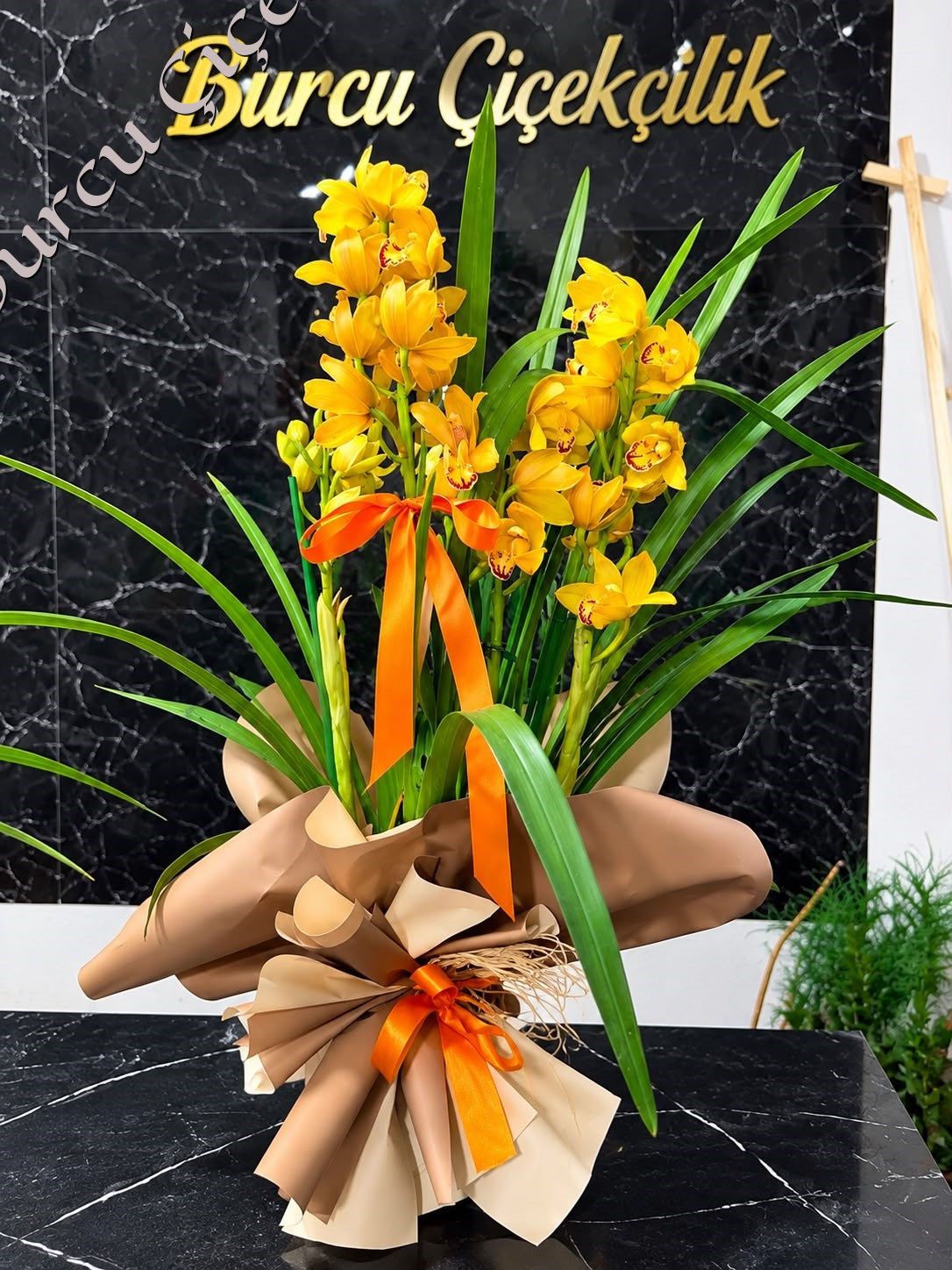 TURUNCU CYMBIDIUM ORKİDE