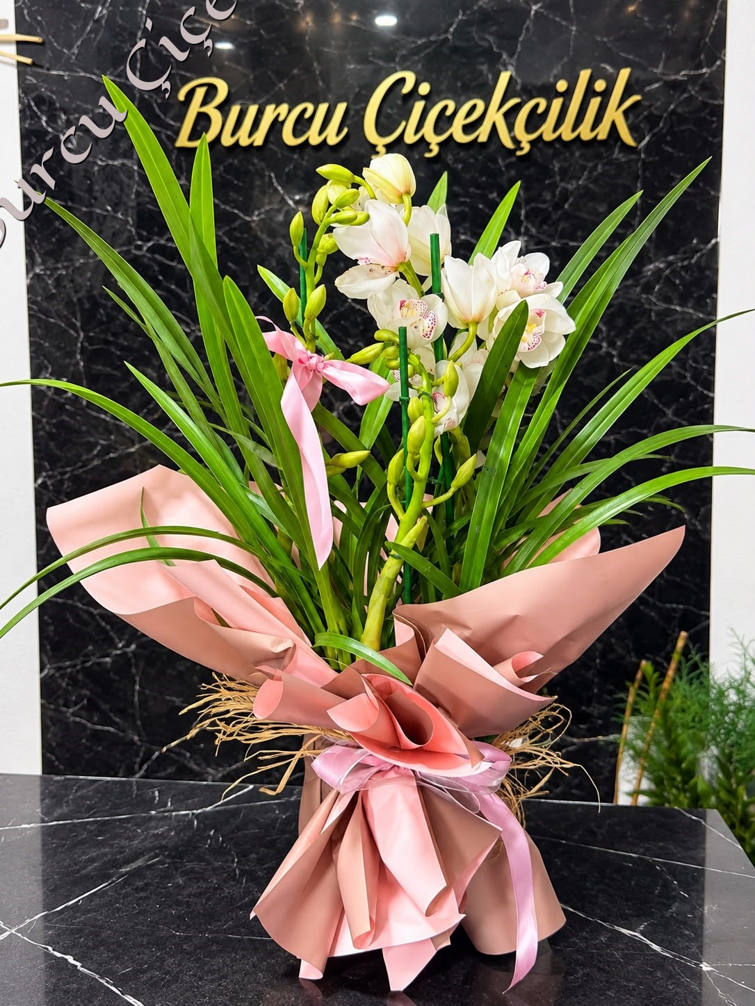 PEMBE CYMBIDIUM ORKİDE
