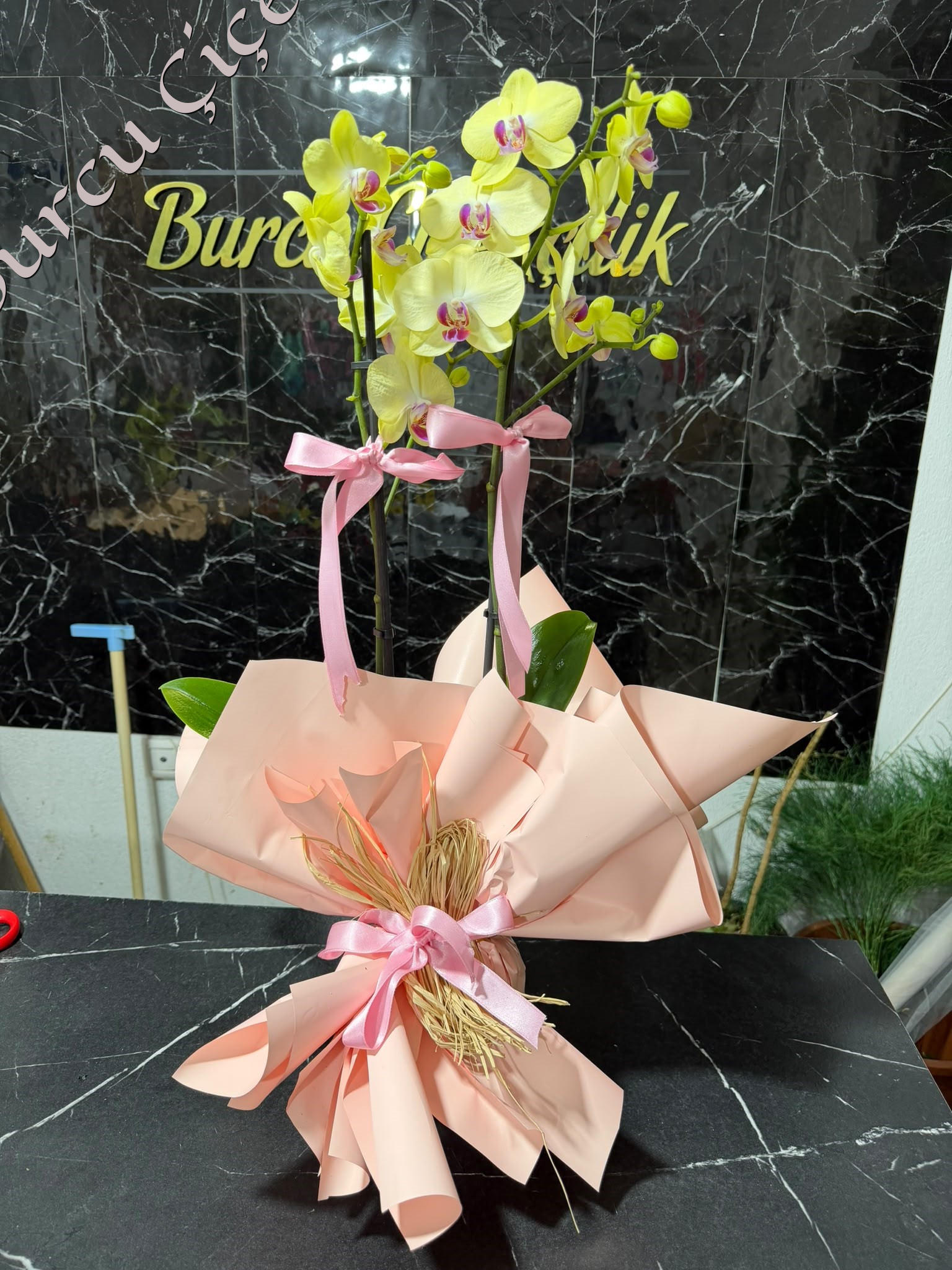 SARI ÇİFT DAL ORKİDE