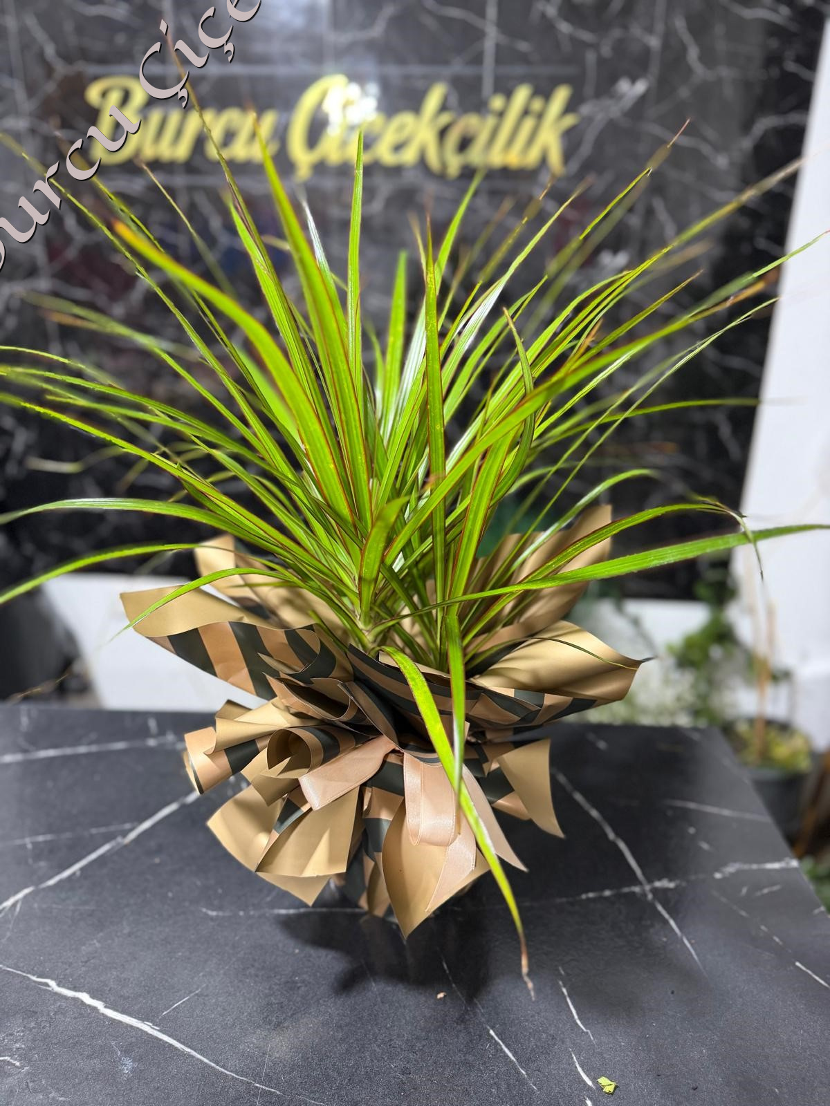 MARGINATA FICUS BODUR