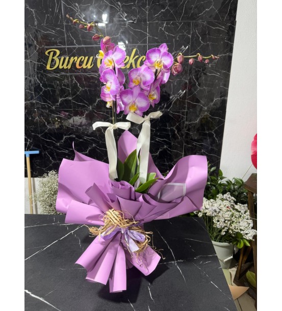 ÇİFT DAL ORKİDE 023