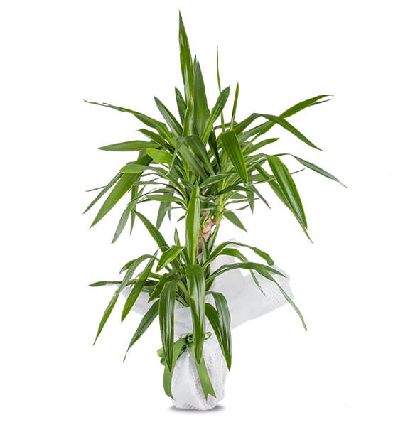 YUCCA 2'Lİ SAKSI ÇİÇEĞİ